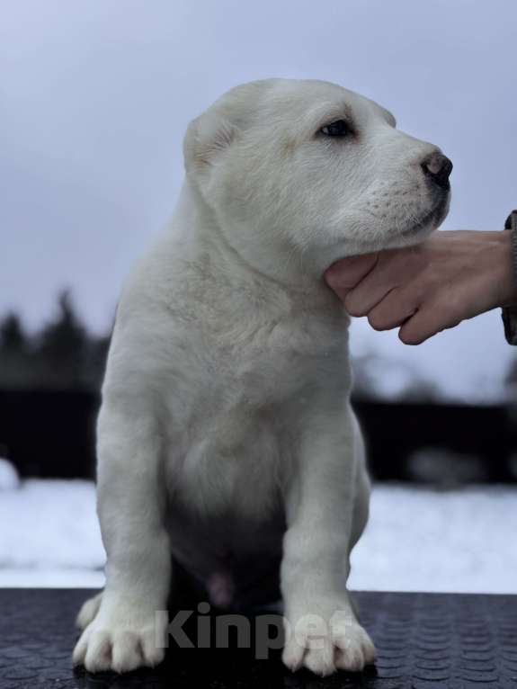 Собаки в Санкт-Петербурге: ЖАКУТ  Мальчик, 65 000 руб. - фото 2
