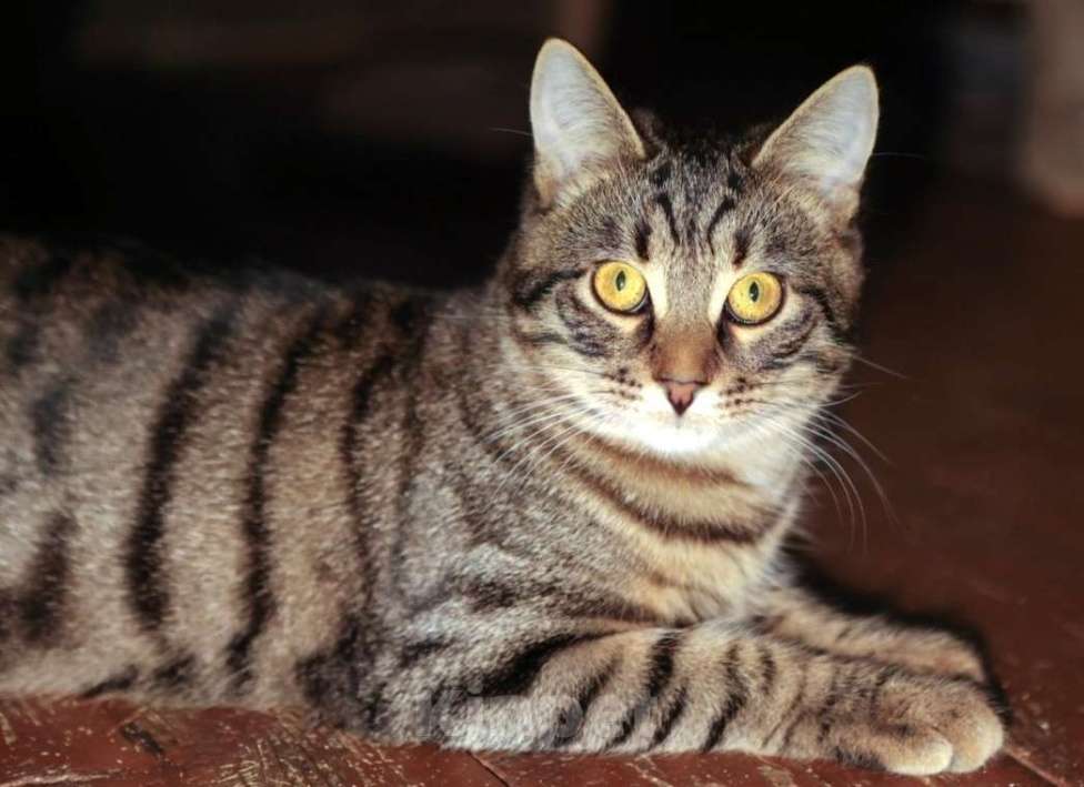 Кошки в Москве: Очаровательные котята (10 мес.) ищут дом Девочка, Бесплатно - фото 6