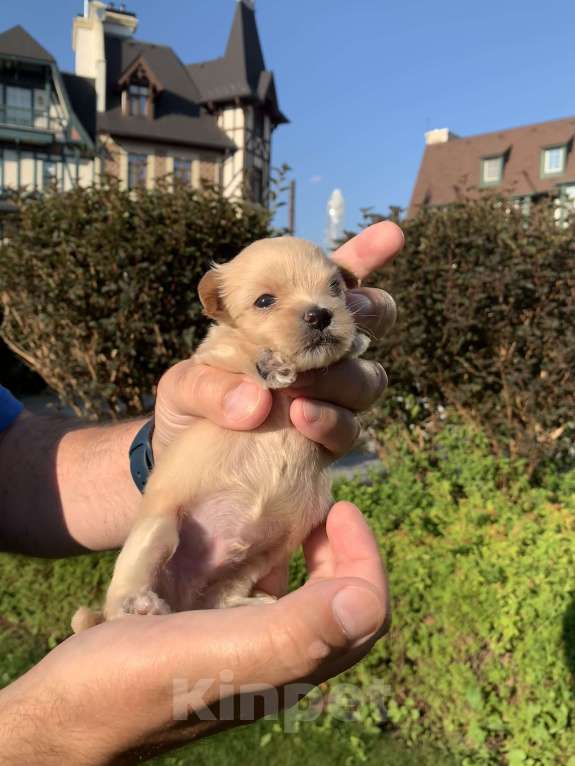 Собаки в Москве: Шикарные щенки  Мальтипу Мальчик, 190 000 руб. - фото 2