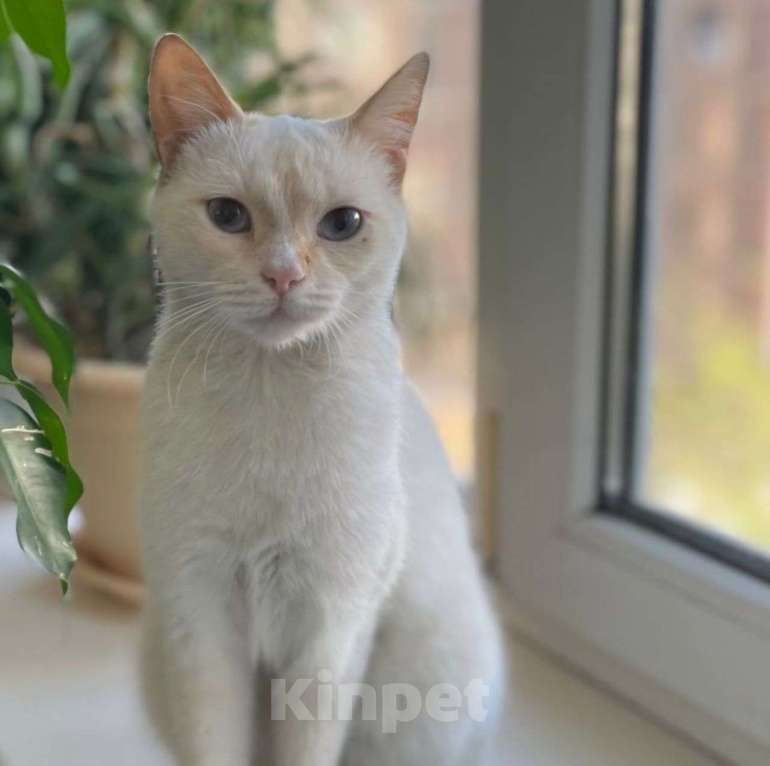 Кошки в Москве: Красивую голубоглазую кошечку нашли на улице Девочка, Бесплатно - фото 5