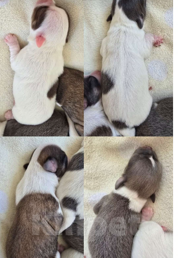 Собаки в Пушкино: Чиходетки Мальчик, 35 000 руб. - фото 1