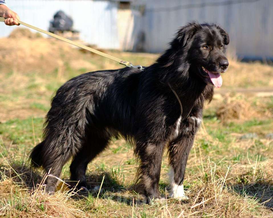 Собаки в Москве: Буран ищет дом! Мальчик, Бесплатно - фото 2