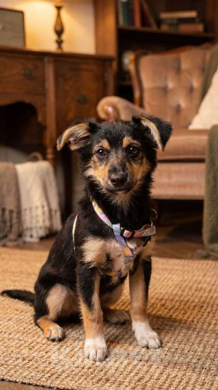 Собаки в Москве: Малышка Молли Девочка, Бесплатно - фото 1