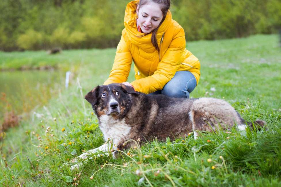Собаки в Москве: собака из приюта в добрые руки Мальчик, Бесплатно - фото 4