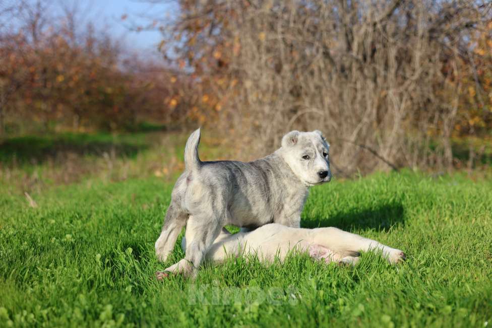Собаки в Краснодаре: Щенки алабая Мальчик, 50 000 руб. - фото 2
