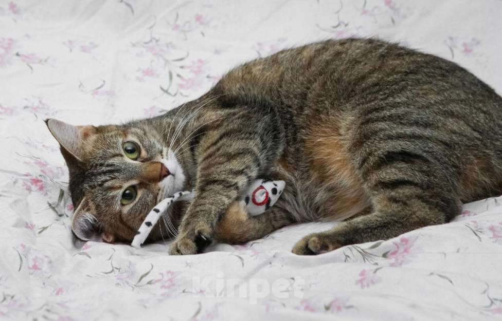 Кошки в Санкт-Петербурге: самая лучшая Мура! Девочка, Бесплатно - фото 1