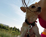 Собаки в Москве: Чихуахуа, девочка, 5мес Девочка, 22 000 руб. - фото 3