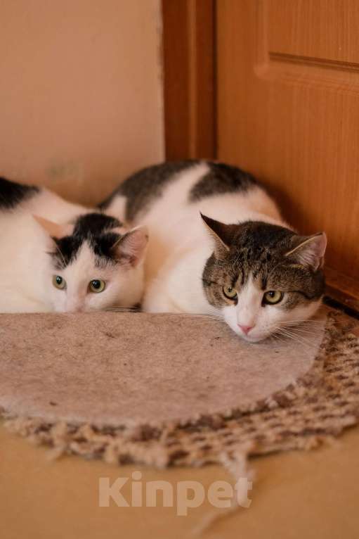 Кошки в Санкт-Петербурге: Тëма из приюта в добрые руки Мальчик, Бесплатно - фото 10