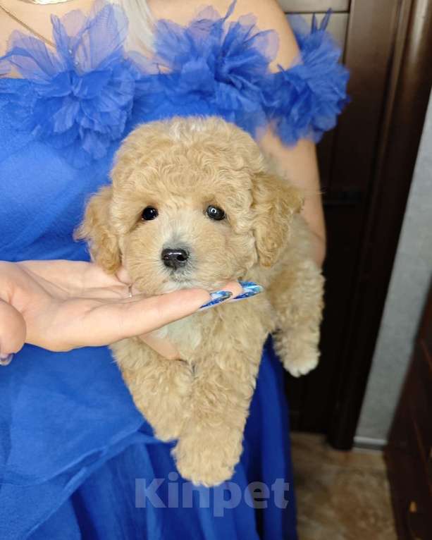 Собаки в Москве: Мальтипу мини карамель мальчик  Мальчик, 120 000 руб. - фото 1