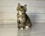 Кошки в других городах Московской области: Pixel of Rufus vallis Мальчик, 50 000 руб. - фото 2