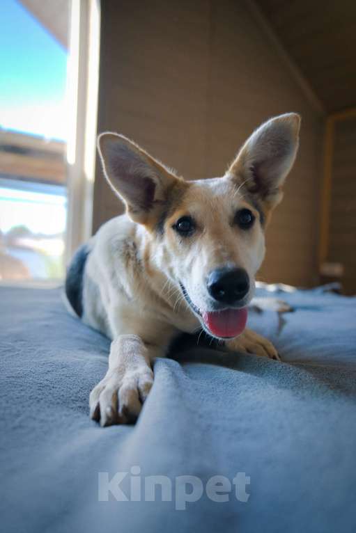 Собаки в Москве: Серафима — собака-удача в дар  Девочка, 1 руб. - фото 7