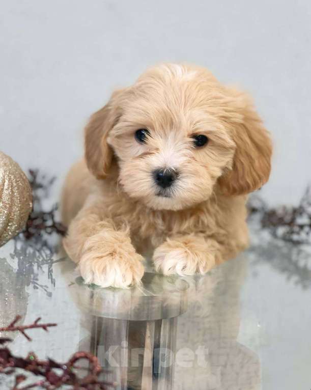 Собаки в Москве: Малыш Мальтипу f1 Мальчик, 110 000 руб. - фото 8