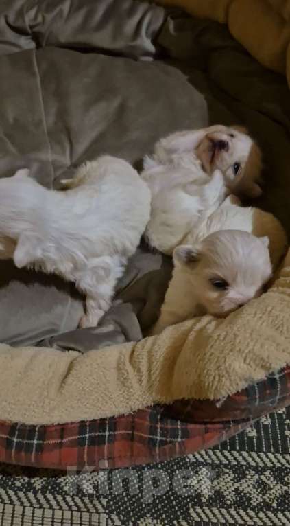 Собаки в Владикавказе: МАЛЬТЕЗЕ Мальчик, 35 000 руб. - фото 5