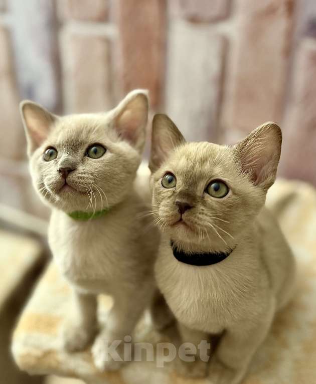 Кошки в Москве: Бурманские котята Мальчик, 70 000 руб. - фото 2