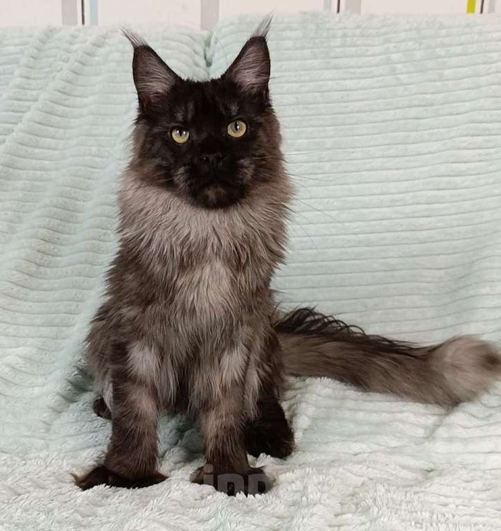 Кошки в Москве: Мальчик черный дым полидакт Мальчик, 100 000 руб. - фото 2
