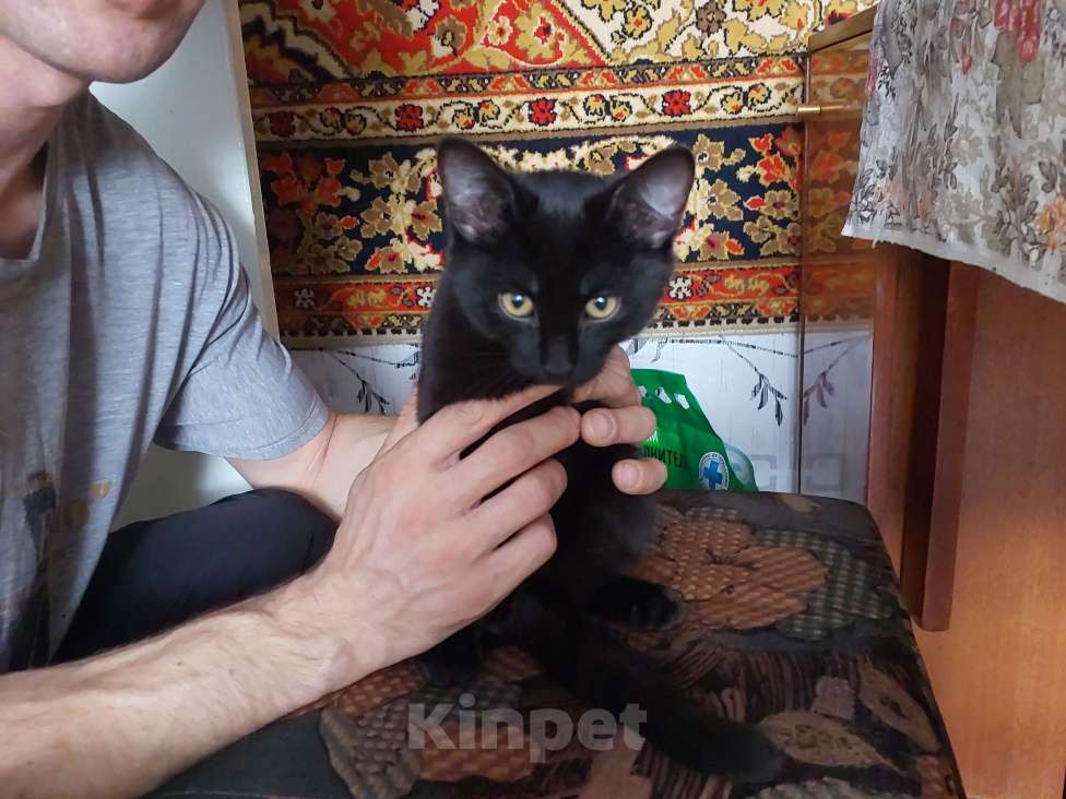 Кошки в Нижнем Тагиле: Котёнок в добрые руки  Мальчик, Бесплатно - фото 1