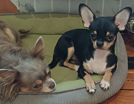 Чихуахуа щенок МИНИ девочка