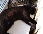 Кошки в Шахте: Пушистый полубританец - Хока Мальчик, 10 руб. - фото 9
