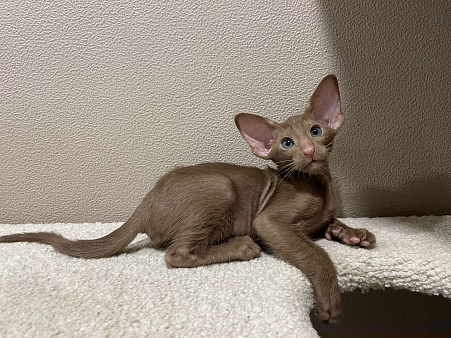 Ориентальный котенок