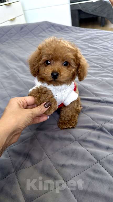 Собаки в Москве: Той пудель Тедди Мальчик, 190 000 руб. - фото 6