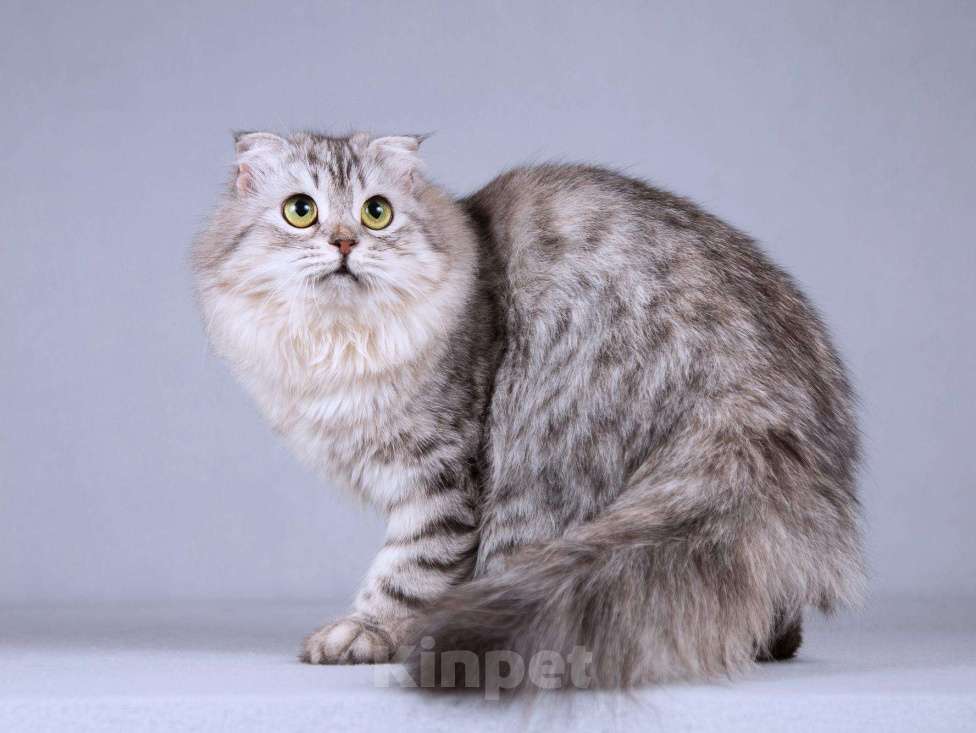 Кошки в Москве: Нежная ласковая кошечка Сирень в добрые руки Девочка, Бесплатно - фото 6