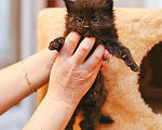 Кошки в Рязани: Сибирские котята, 15 000 руб. - фото 5