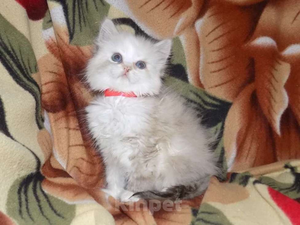 Кошки в Москве: Сладкие девочки рэгдолл Девочка, 30 000 руб. - фото 3