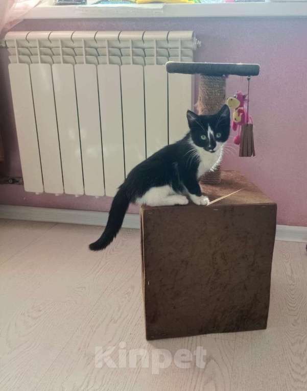 Кошки в Санкт-Петербурге: Отдам в добрые руки ❤️ Девочка, Бесплатно - фото 3