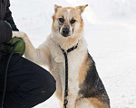 Собаки в Москве: Трехцветная собачка Мара в добрые руки Девочка, 1 руб. - фото 2