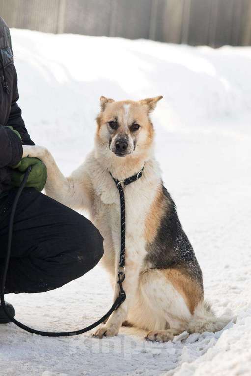 Собаки в Москве: Трехцветная собачка Мара в добрые руки Девочка, 1 руб. - фото 2