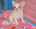 Собаки в Санкт-Петербурге: Девочка чихуахуа  Девочка, 50 000 руб. - фото 1