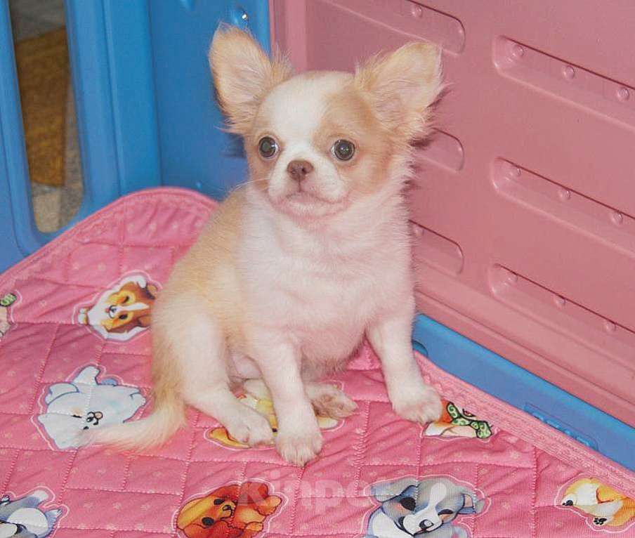 Собаки в Санкт-Петербурге: Девочка чихуахуа  Девочка, 50 000 руб. - фото 1