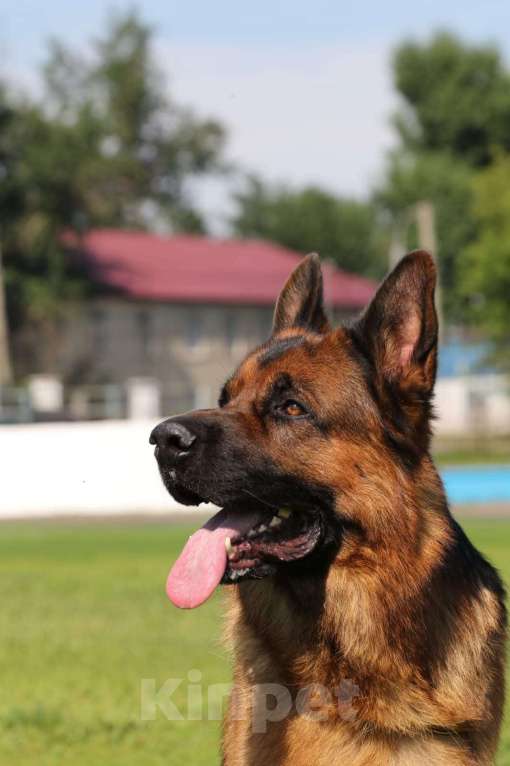 Собаки в Иркутске: Щенки немецкой овчарки в иркутске Девочка, 55 000 руб. - фото 1
