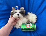 Собаки в Москве: Йорк с двумя синими глазами мини мальчик бэби фейс Мальчик, 130 000 руб. - фото 1
