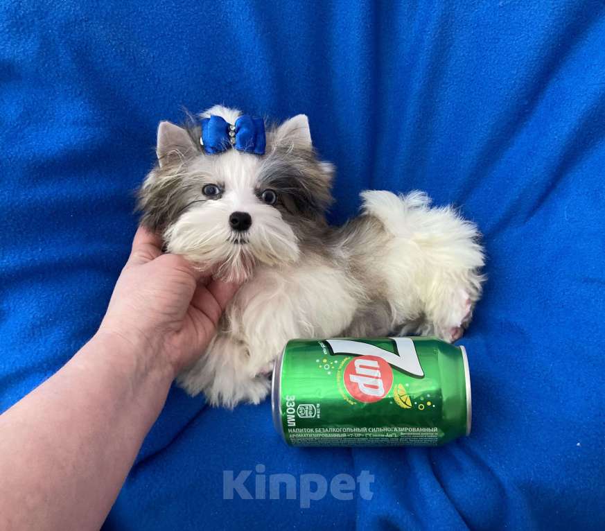 Собаки в Москве: Йорк с двумя синими глазами мини мальчик бэби фейс Мальчик, 130 000 руб. - фото 1