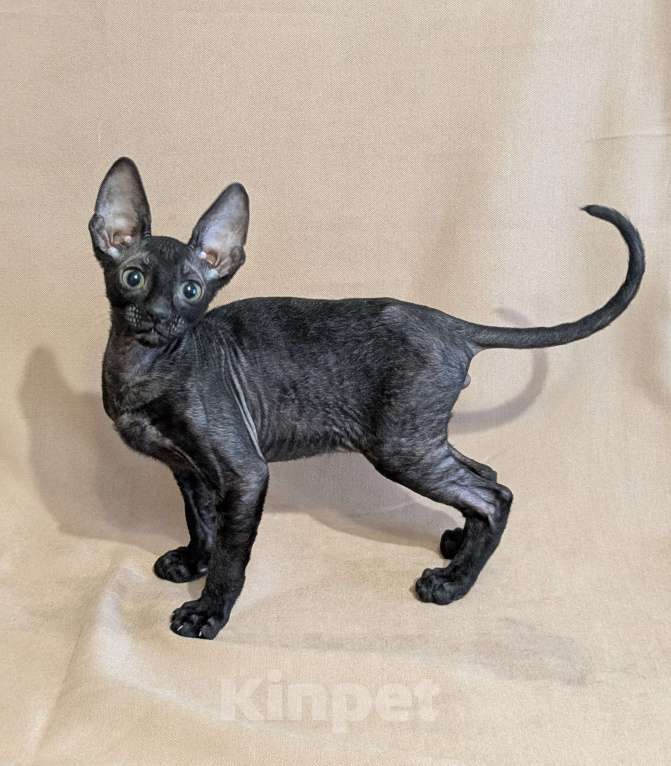 Кошки в Санкт-Петербурге: Корниш-рекс котенок Мальчик, 60 000 руб. - фото 1