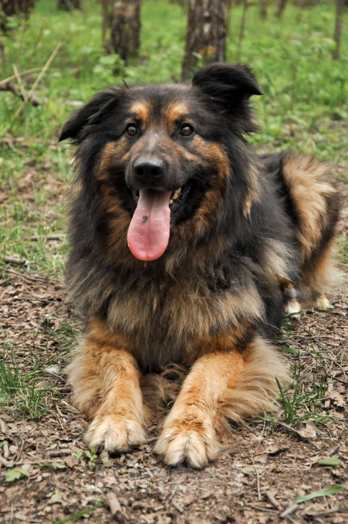 Собаки в Ногинске: Ербол в переводе с каз. «Будь настоящим мужчиной». Мальчик, Бесплатно - фото 4