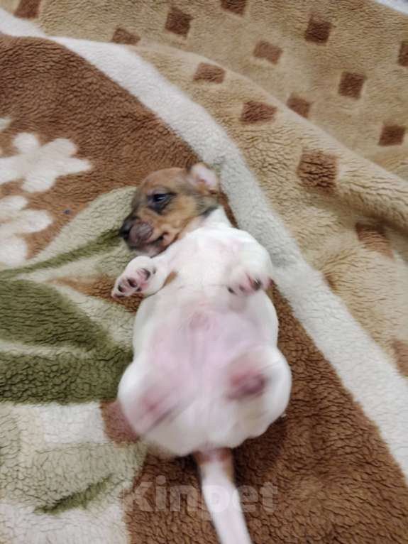 Собаки в Тольятти: Мальчик Мальчик, 20 000 руб. - фото 2