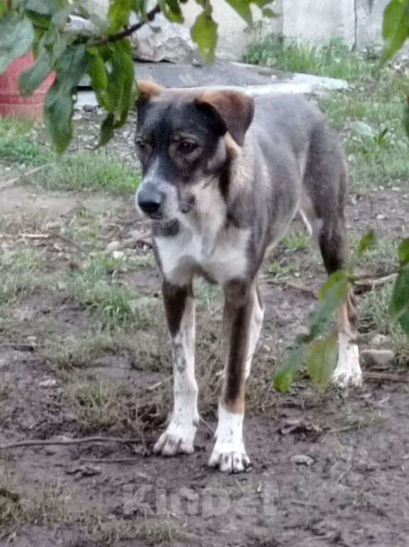 Собаки в Краснодаре: ДЖЕМ СУПЕР ОХРАННИК Мальчик, Бесплатно - фото 6