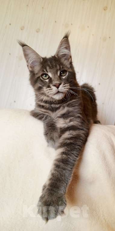 Кошки в Владимире: Котик мейн-кун - голубусик Мальчик, 60 000 руб. - фото 3