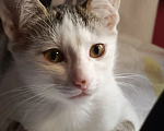Кошки в Калуге: Котенок Девочка, Бесплатно - фото 2