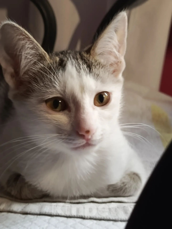 Кошки в Калуге: Котенок Девочка, Бесплатно - фото 2