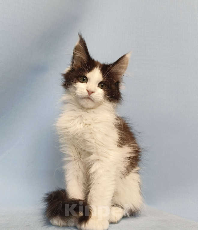 Кошки в Москве: Котёнок Мейн-Кун полидакт 6/6/6/6 Мальчик Мальчик, 90 000 руб. - фото 2