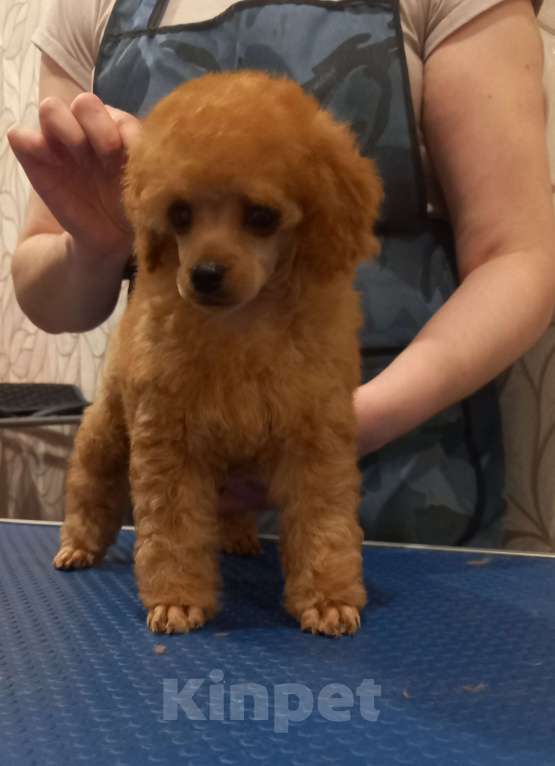 Собаки в Москве: Найс Кинг оф Ринг Мальчик, 60 000 руб. - фото 2