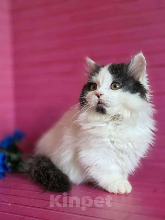 Кошки в Москве: Манчкины два мальчика короткие лапки Мальчик, 35 000 руб. - фото 6