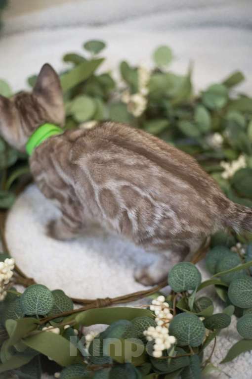 Кошки в Нижнекамске: Арчи Мальчик, 60 000 руб. - фото 3