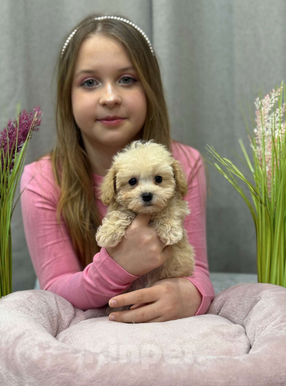 Собаки в Москве: Мальтипу мальчик 1 Мальчик, 150 000 руб. - фото 8