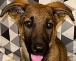 Собаки в Подольске: Шелби - умная, веселая малышка. Девочка, Бесплатно - фото 1