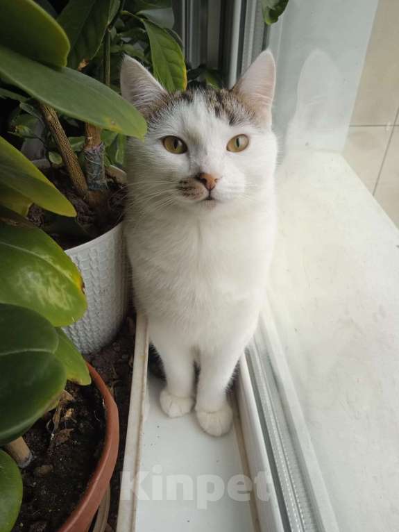 Кошки в Москве: 🐾 Мальчик, около 7 месяцев 💛 Мальчик, Бесплатно - фото 4