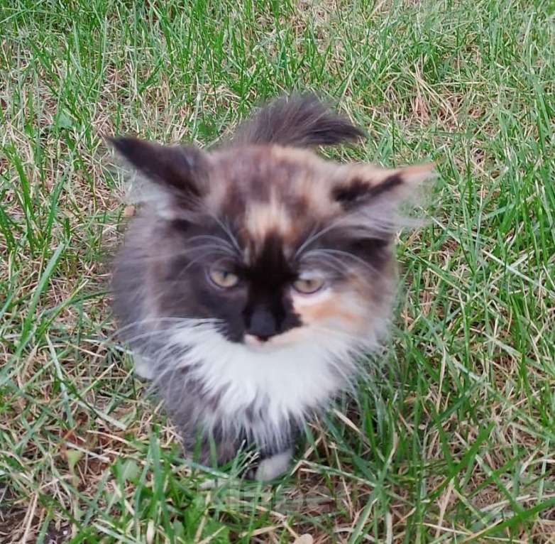 Кошки в Москве: Трехцветный пушистый котенок Девочка, Бесплатно - фото 6